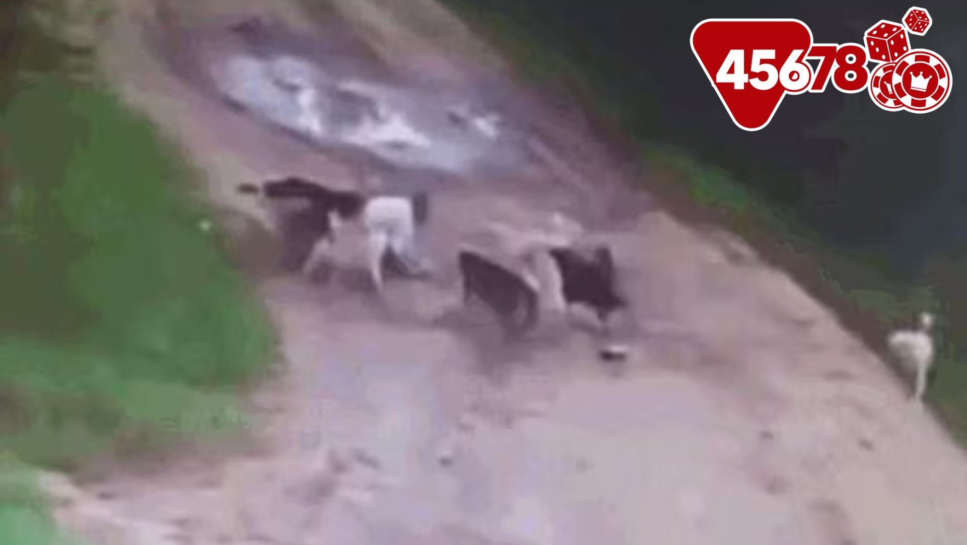 Video Người Đàn Ông Say Rượu Bị Đàn Chó Hoang Tấn Công Tử Vong Ở Nga